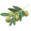 Wooden Spoon Bio ajakbalzsam - Olíva csók (4,3 ml)